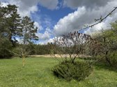 Gamtos apsuptyje, šalia gražaus pušyno, - nuotraukos Nr. 8