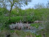 Parduodamas Sklypas Sode Trakų Rajone – Namų - nuotraukos Nr. 9