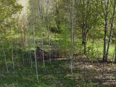 Parduodamas 7,10 Ha Žemės Sklypas Ignalinos - nuotraukos Nr. 9