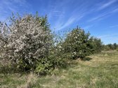 Parduodamas 1,34 hektaro žemės ūkio - nuotraukos Nr. 6