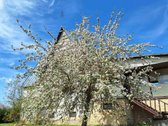 Parduodamas žemės sklypas su namu + pusrūsiu - nuotraukos Nr. 7