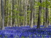 Parduodamas 33,850 ha, miško ūkio sklypas.