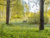 Parduodamas Sklypas Su Namo Projektu Ramioje - nuotraukos Nr. 17