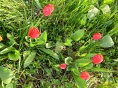 Parduodamas Sklypas Trakuose.  - nuotraukos Nr. 3
