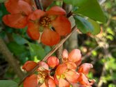 Parduodamas Sklypas Trakuose.  - nuotraukos Nr. 5
