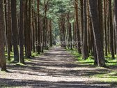 Įsikūręs išskirtinėje Palangos vietoje, kur - nuotraukos Nr. 10