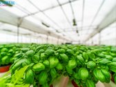 Vakarų Lietuvoje – Laukžemės Kaime, Kretingos - nuotraukos Nr. 16