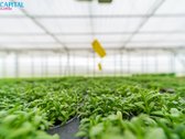Vakarų Lietuvoje – Laukžemės Kaime, Kretingos - nuotraukos Nr. 19
