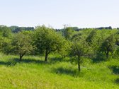 Nuomojamas vienkiemis su 1ha žemės su sodu, - nuotraukos Nr. 26