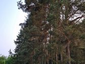 Parduodama Sodyba Prie Apvardų Ežero – - nuotraukos Nr. 10