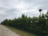 Parduodama išskirtinė sodyba esanti - nuotraukos Nr. 16