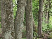 Sklypas su galimybe statyti pastatus - nuotraukos Nr. 2