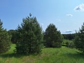 Parduodamas 1,24 ha ploto žemės ūkio