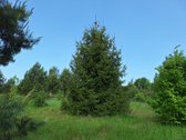 Parduodamas 1,24 ha ploto žemės ūkio - nuotraukos Nr. 9
