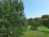 Parduodamas 1,24 ha ploto žemės ūkio - nuotraukos Nr. 13