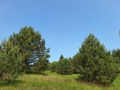 Parduodamas 1,24 ha ploto žemės ūkio - nuotraukos Nr. 8