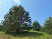 Parduodamas 1,24 ha ploto žemės ūkio - nuotraukos Nr. 16