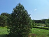 Parduodamas 1,24 ha ploto žemės ūkio - nuotraukos Nr. 7