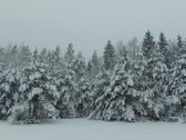 Ši nuostabi pamiškė, su išlikusiais senais - nuotraukos Nr. 9