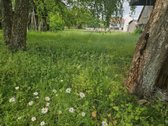 Skubiai parduodu du butus Pagėgiuose, galima - nuotraukos Nr. 36
