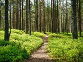 Išskirtinis namas prestižinėje vietoje – tarp - nuotraukos Nr. 13