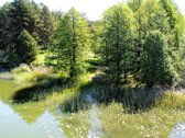Išskirtinis Sklypas Prie Baltajo Ežero – Jūsų - nuotraukos Nr. 6