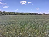 Parduodamas 10.39ha žemės sklypas (žemės ūkio - nuotraukos Nr. 6