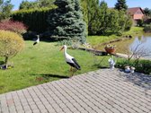 Šalia miesto , Kalotėje , parduodamas namas - nuotraukos Nr. 7