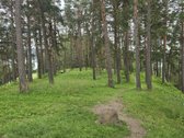 Sodybviete 1,60 ha su 200m smeletos ežero - nuotraukos Nr. 31
