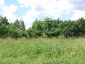 Parduodamas 6 ha žemės ūkio paskirties - nuotraukos Nr. 2