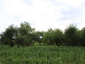 Parduodama Išskirtinė Sodyba Prienų Raj., - nuotraukos Nr. 16