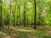 Parduodamas išugdytas miškas jaunuolynas.