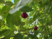 Parduodamas žemės sklypas su namu + pusrūsiu - nuotraukos Nr. 17