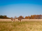 Parduodamas Privatus Safari Parkas Lietuvoje - nuotraukos Nr. 13