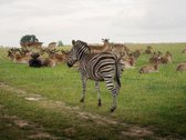 Parduodamas Privatus Safari Parkas Lietuvoje - nuotraukos Nr. 14