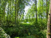 Parduodami du sklypai su pakrante prie - nuotraukos Nr. 5