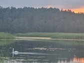 Sala Veisiejo ežere, aplink supa vanduo. Į ją - nuotraukos Nr. 3