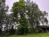 Parduodamas namas Panemunėlio glž. st. - nuotraukos Nr. 8
