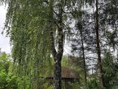 Parduodamas namas Panemunėlio glž. st. - nuotraukos Nr. 10
