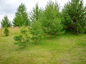 Parduodamas 36 arų sklypas Bulėnų k., Šiaulių - nuotraukos Nr. 14