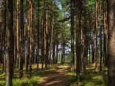 Kotedžai su privačiais kiemeliais Kunigiškėse. - nuotraukos Nr. 15
