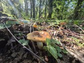 Parduodamas Sklypas Prie Plikių Tvenkinio, - nuotraukos Nr. 17