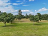 Nuostabioje Vietoje, Pušų Apsuptyje Su - nuotraukos Nr. 17