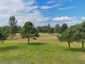 Nuostabioje Vietoje, Pušų Apsuptyje Su