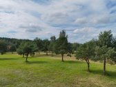 Nuostabioje Vietoje, Pušų Apsuptyje Su - nuotraukos Nr. 19