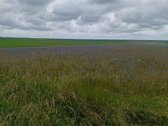 Parduodamas žemės ūkio paskirties sklypas - nuotraukos Nr. 4