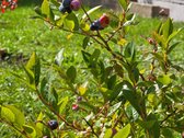 Parduodamas Gyvenamasis Namas Su Ūkiniu - nuotraukos Nr. 31
