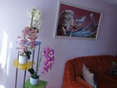 Parduodamas butas bendrabutyje su baldais bei - nuotraukos Nr. 25