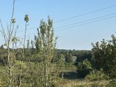 Parduodami 2 Ūkinės Paskirties Sklypai Prie - nuotraukos Nr. 11
