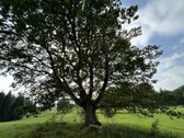 Parduodamas išskirtinis 5,06 ha sklypas ant - nuotraukos Nr. 18